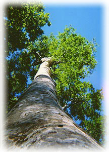 伯耆大山　ブナの巨木